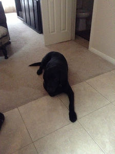 Meet your Posher, Trisha